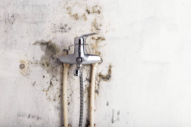 Best Home Mold Removal  in Kyle, TX