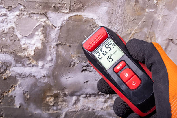 Best Best Mold Removal Companies  in Kyle, TX