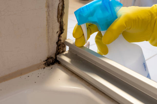 Best Mold Damage Repair  in Kyle, TX