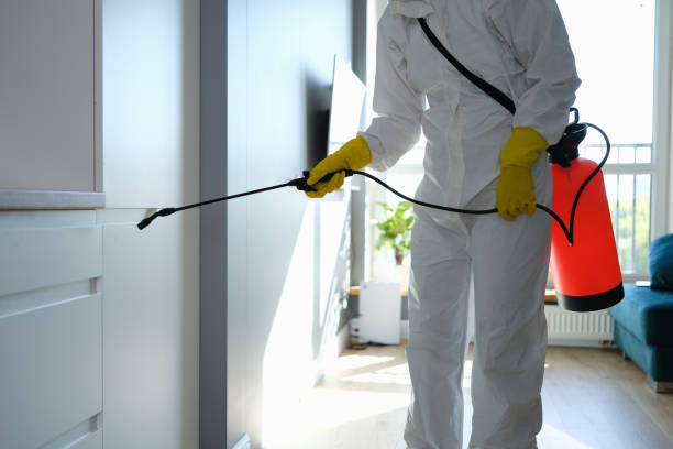 Best Emergency Mold Removal  in Kyle, TX