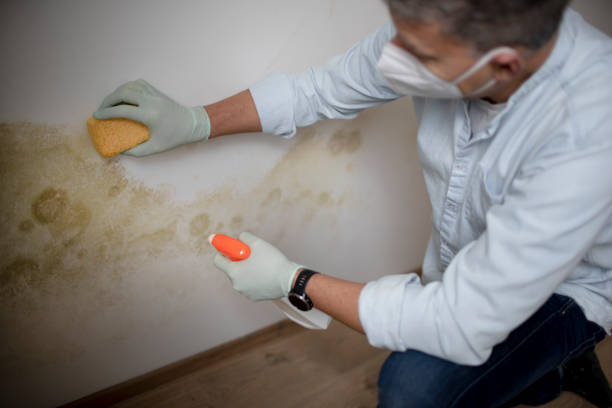 Kyle, TX Mold Removal Company