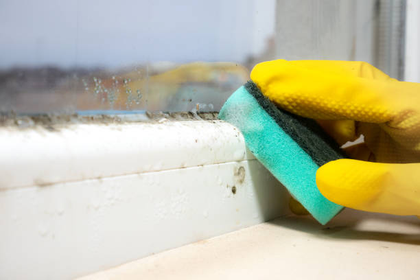 Mold Testing and Removal in Kyle, TX