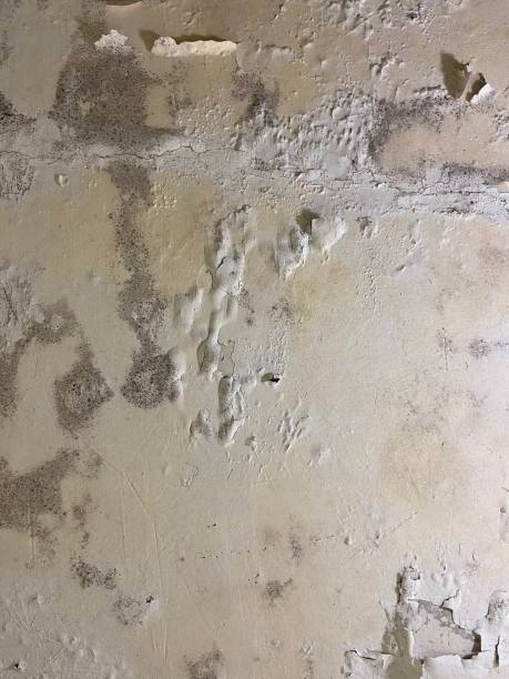 Best Local Mold Removal Service  in Kyle, TX