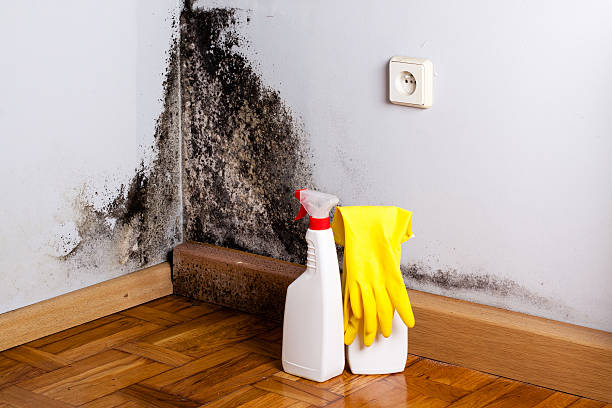 Best Mold Testing  in Kyle, TX