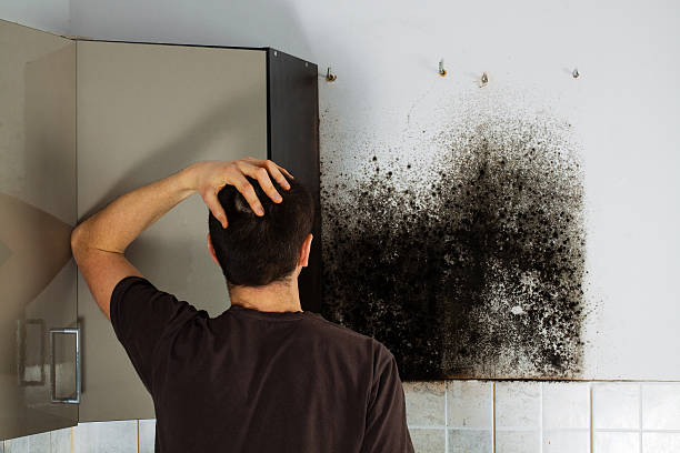 Best Mold Testing  in Kyle, TX